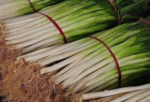 葱种子，葱种子一般几天发芽