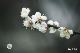 超凡脱俗的意思是什么，超凡脱俗的近义词