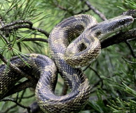 梦见被蛇咬手，梦见被蛇咬手出血