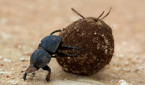 苍蝇屎，苍蝇屎在脸上怎么去掉