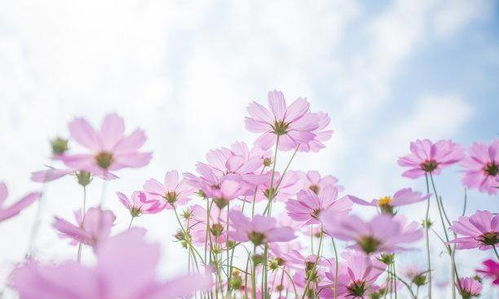 看桃花的心情说说，看桃花的心情说说8字内