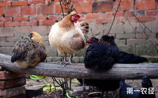 放养鸡，放养鸡图片