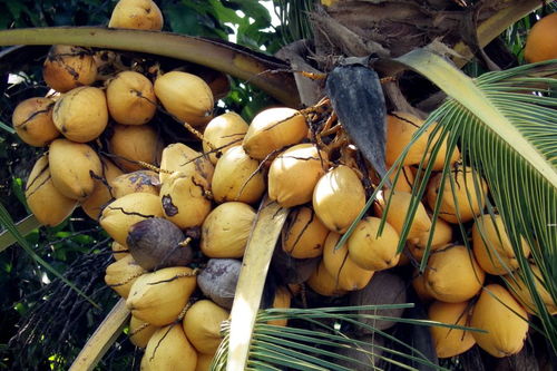 芒果怎么种，芒果怎么种盆栽