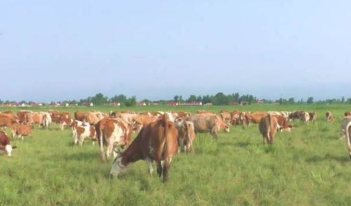 梦见很多牛是什么兆头，梦见很多牛是什么兆头已婚女人