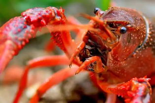 龙虾批发，龙虾批发市场