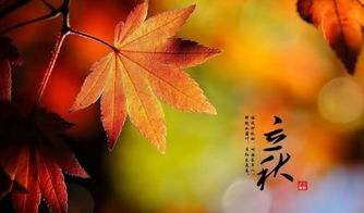 立秋语句，八月立秋的句子短句唯美