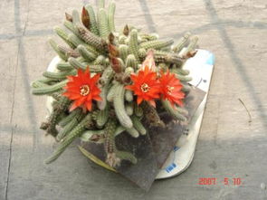 花卉识别，花卉识别在线