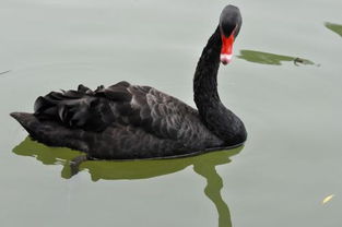 黑天鹅外卖，黑天鹅外卖员招聘条件