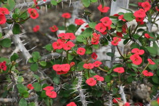 铁海棠的养殖方法和注意事项，虎刺梅的养殖方法和注意事项