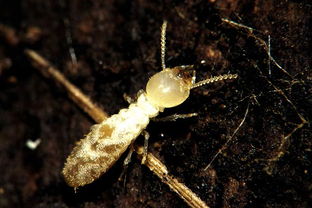 如何消灭白蚁，如何消除白蚁