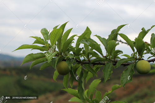 三月李，三月李简介