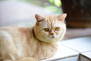 母猫的名字，母猫的名字洋气点招财