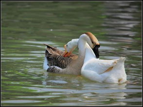 cgx是什么意思，cgx是什么意思的网络用语