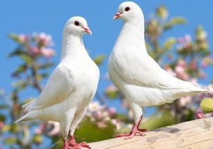 家里来鸽子有什么预兆，家里来鸽子有什么预兆没