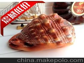 所有海螺名称和图片，所有海螺名称和图片名字