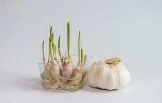 蒜发芽，蒜发芽了可不可以吃
