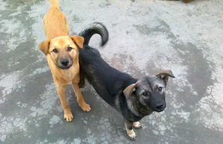 土狗图片，土狗图片昆虫