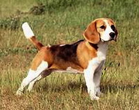 beagle，beagle是什么意思