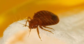 臭虫怎么灭，臭虫如何根除