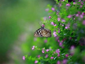 麦花雪白菜花稀，梅子金黄杏子肥麦花雪白菜花稀