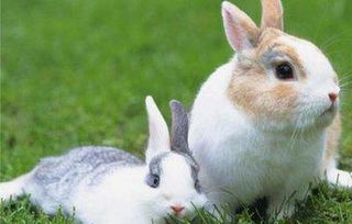 兔子不喝水，兔子不喝水是什么原因