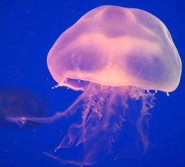 海蜇和水母的区别，海蜇和水母的区别图解