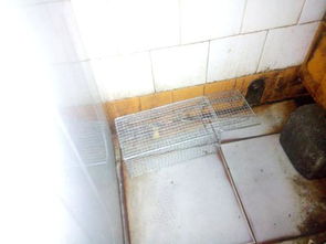 老鼠爬过的东西还能吃吗，如何让老鼠自动离开