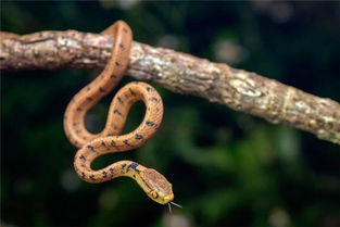 女人晚上梦到蛇是意思