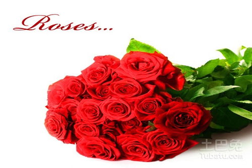 36朵玫瑰，36朵玫瑰代表什么意思