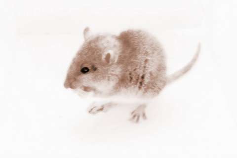 梦到大老鼠是什么意思，女人梦见老鼠什么征兆