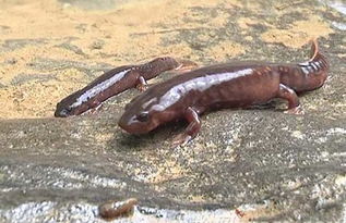 娃娃鱼图片大全大图，娃娃鱼视频真实哭声