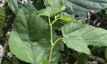 蚕除了吃桑叶还吃什么，僵尸蚕照片