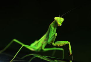 梦见螳螂，梦见螳螂爬身上