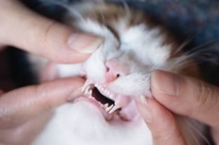 猫换牙期是什么时候，缅因猫换牙期是什么时候