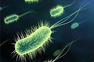 细菌的图片，细菌的图片大全