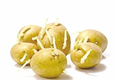 发芽的土豆能吃吗，发芽的土豆能吃吗削掉可以吃吗