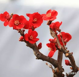 梅花头像，梅花头像女