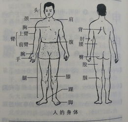 腰在哪里，腰在哪里位置图男生
