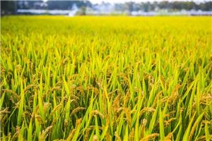 梦见种庄稼是什么意思