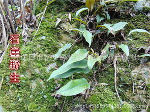 洋桃根，洋桃根泡水喝的功效与作用