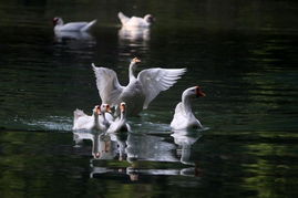 诗词鹅鹅鹅的作者
