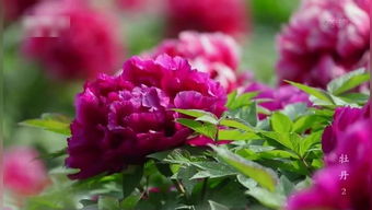 歌女红牡丹，歌女红牡丹是中国第一部有声电影