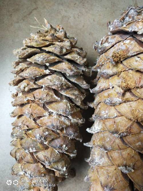 松油弄在衣服上如何清洗去除松油的四种方法