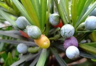 罗汉松种子，罗汉松种子怎么种