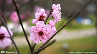 缕缕幽芳，缕缕幽芳怎么读