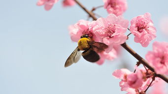 桃花特征，桃花特征作文