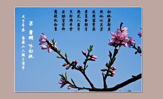关于桃花的诗句