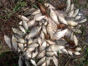 梦见逮鱼是什么意思，梦见逮鱼是什么意思,好不好,代表什么