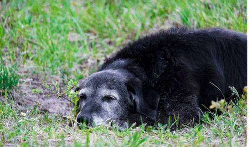 黑狗打一字，甜一半辣一半打一字谜