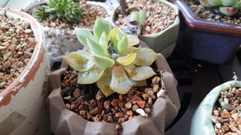 多肉介绍，多肉介绍简短